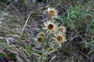 carlina vulgaris (1600 x 1067)